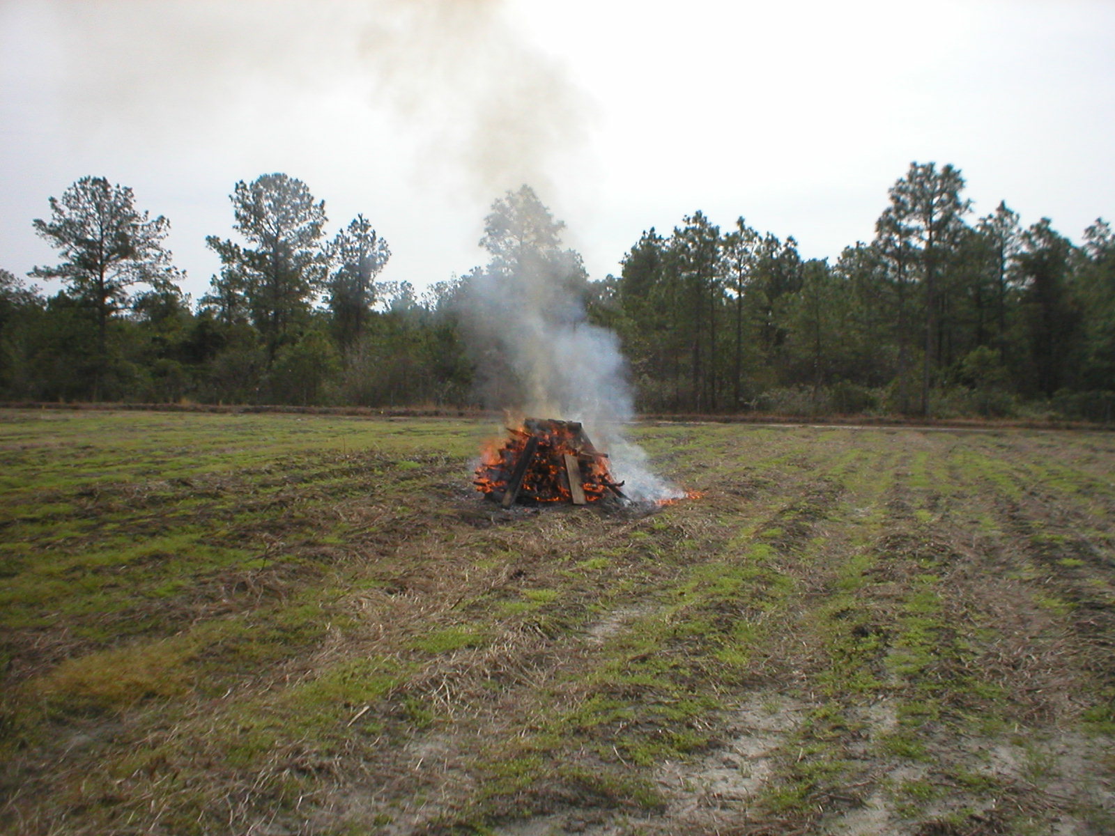 making lime 3